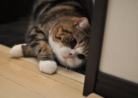 ɰèϵͼƬ