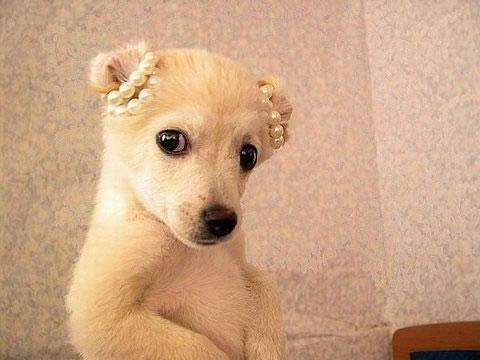 èͼƬ