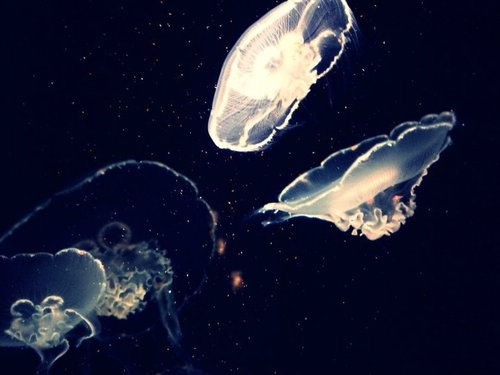 ƯˮĸͼƬ