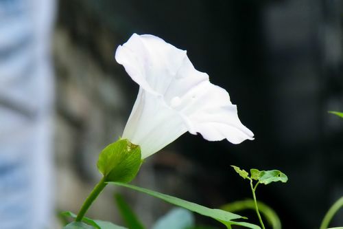 ƯȻͼƬ