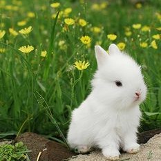 HELLO