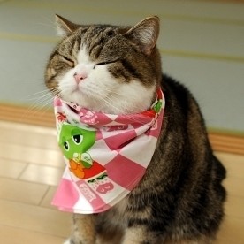 è䣬ʲô