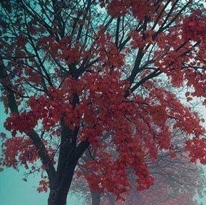 Ψ羰ͼƬ