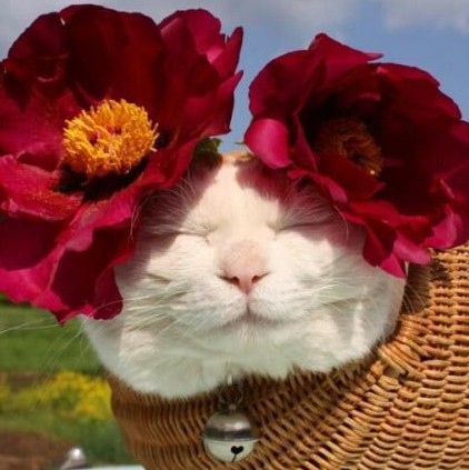 ҵʹ
