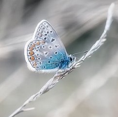 Ը