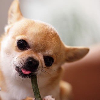 ɰȳQQͼƬ